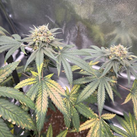 AK47 growlog timeline photo