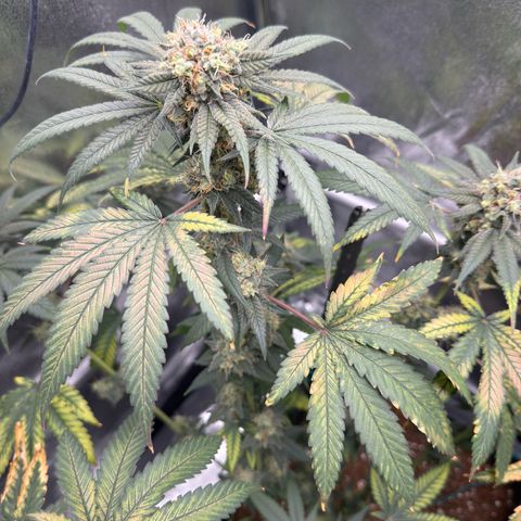 AK47 growlog timeline photo