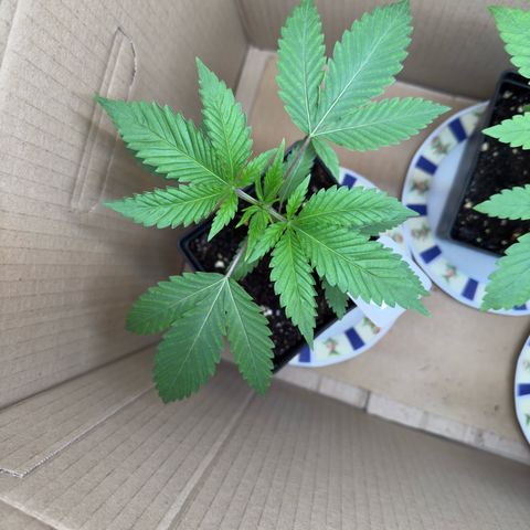Tropicanna Banana growlog timeline photo