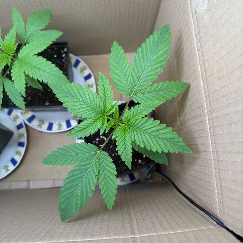 AK 47 growlog timeline photo