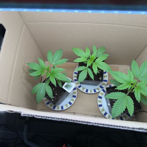 AK 47 growlog timeline photo