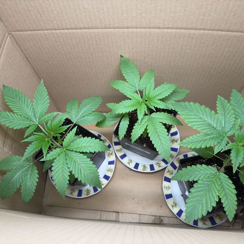 AK 47 growlog timeline photo