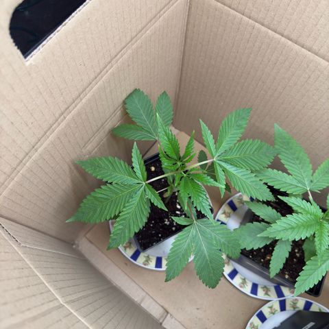 Tropicanna Banana growlog timeline photo