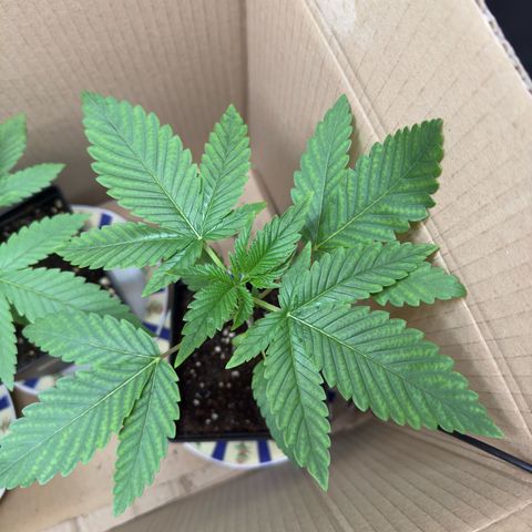 AK 47 growlog timeline photo