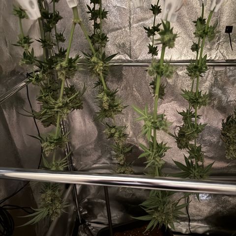 AK47 growlog timeline photo