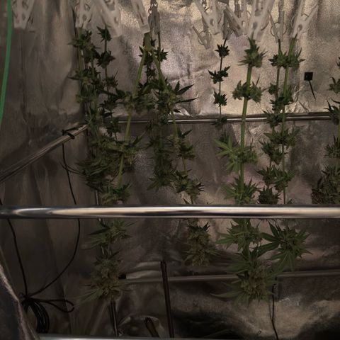 AK47 growlog timeline photo