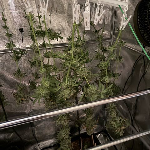 Glookie growlog timeline photo