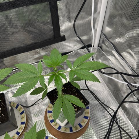 Tropicanna Banana growlog timeline photo