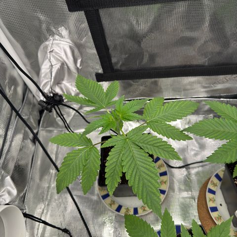 AK 47 growlog timeline photo
