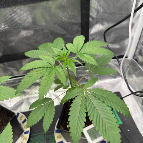 Tropicanna Banana growlog timeline photo