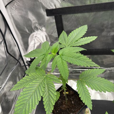 AK 47 growlog timeline photo