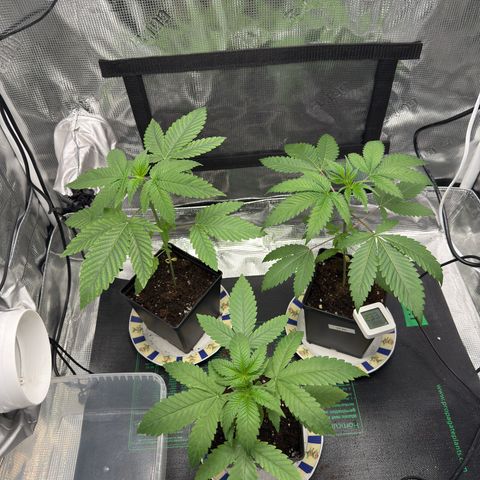 AK 47 growlog timeline photo