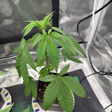 Tropicanna Banana growlog timeline photo