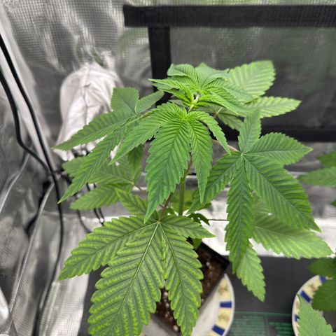 AK 47 growlog timeline photo