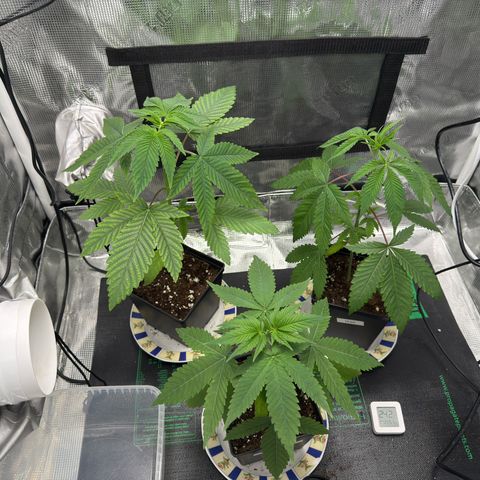 AK 47 growlog timeline photo