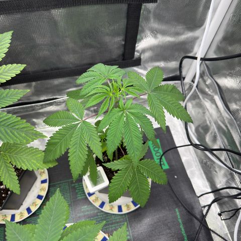 Tropicanna Banana growlog timeline photo