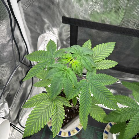 AK 47 growlog timeline photo
