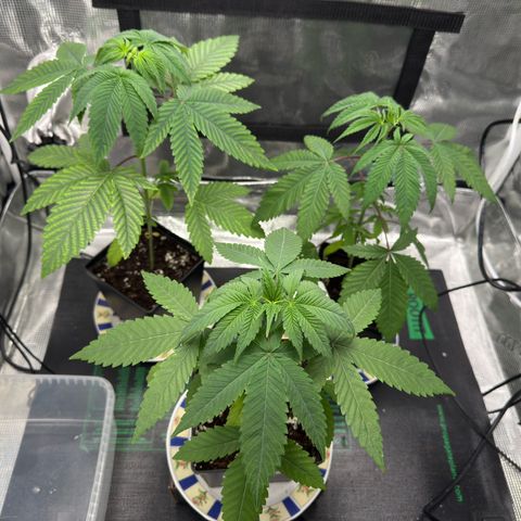 AK 47 growlog timeline photo