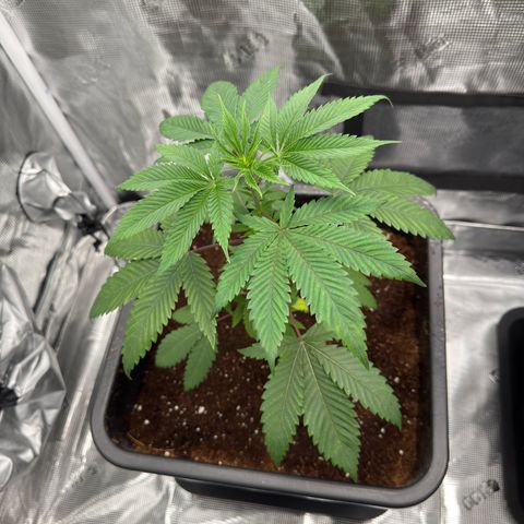 Tropicanna Banana growlog timeline photo