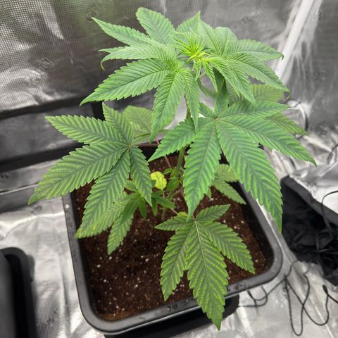 AK 47 growlog timeline photo