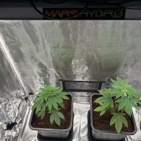 AK 47 growlog timeline photo