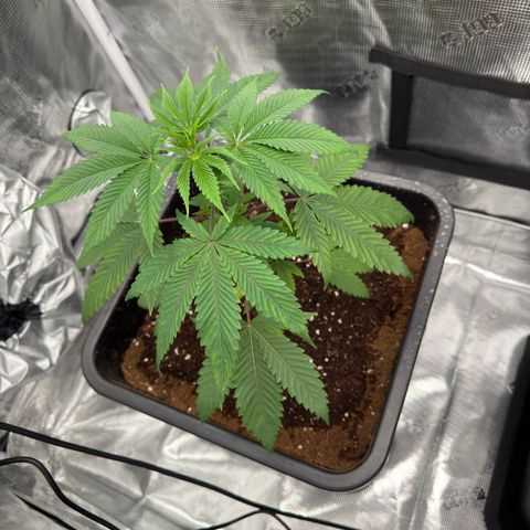 Tropicanna Banana growlog timeline photo