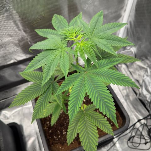 AK 47 growlog timeline photo