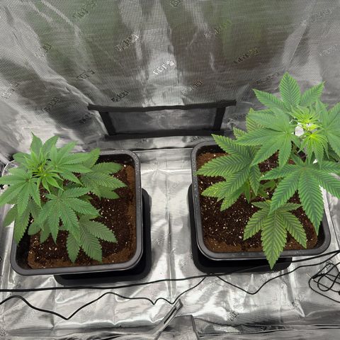 AK 47 growlog timeline photo