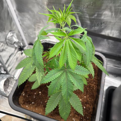 Tropicanna Banana growlog timeline photo