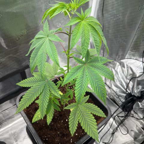 AK 47 growlog timeline photo