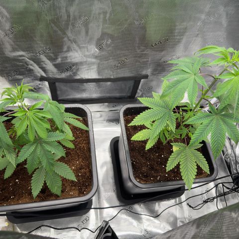 AK 47 growlog timeline photo