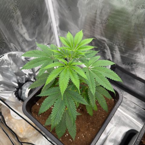 Tropicanna Banana growlog timeline photo