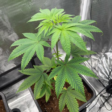 AK 47 growlog timeline photo
