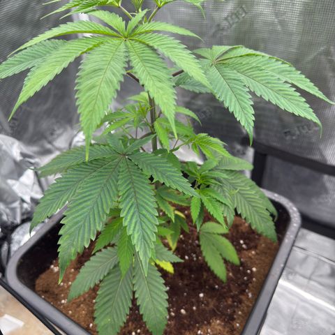 Tropicanna Banana growlog timeline photo