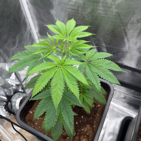 Tropicanna Banana growlog timeline photo