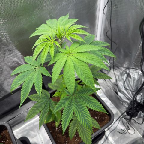 AK 47 growlog timeline photo