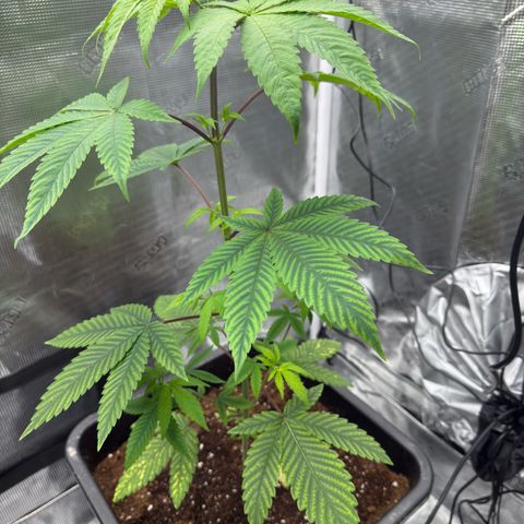 AK 47 growlog timeline photo