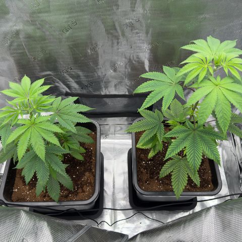 AK 47 growlog timeline photo