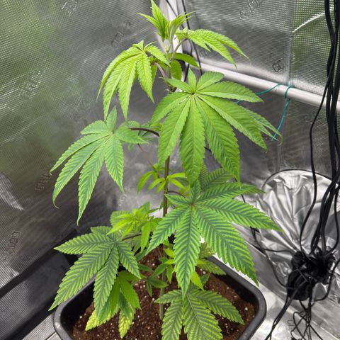 AK 47 growlog timeline photo