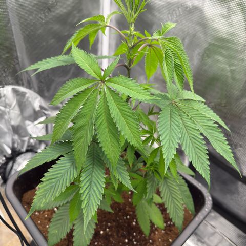 Tropicanna Banana growlog timeline photo