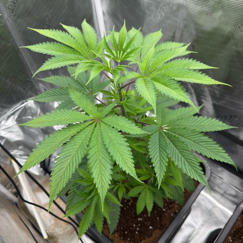 AK 47 growlog timeline photo