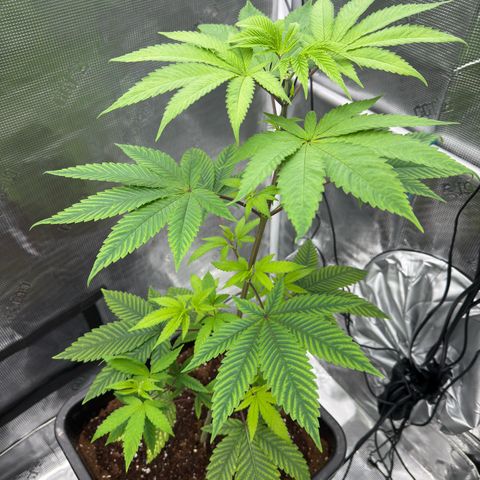 AK 47 growlog timeline photo