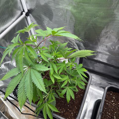 AK 47 growlog timeline photo