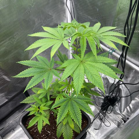 Tropicanna Banana growlog timeline photo