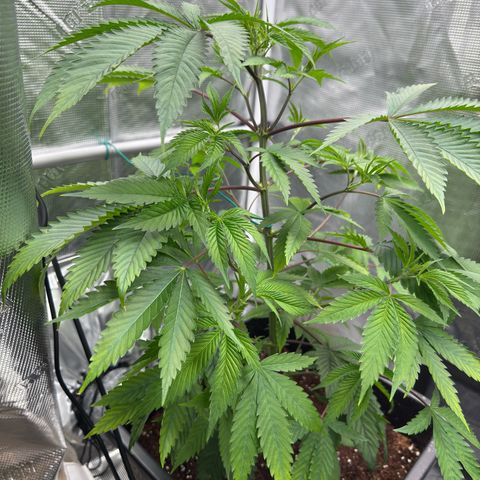 Tropicanna Banana growlog timeline photo
