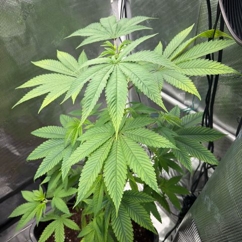 AK 47 growlog timeline photo