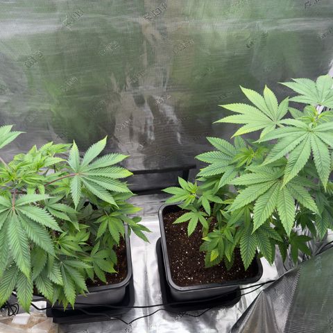 AK 47 growlog timeline photo
