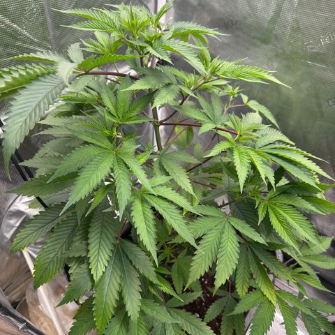 Tropicanna Banana growlog timeline photo