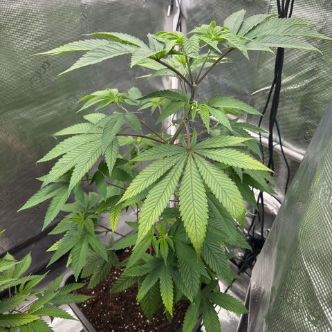 AK 47 growlog timeline photo