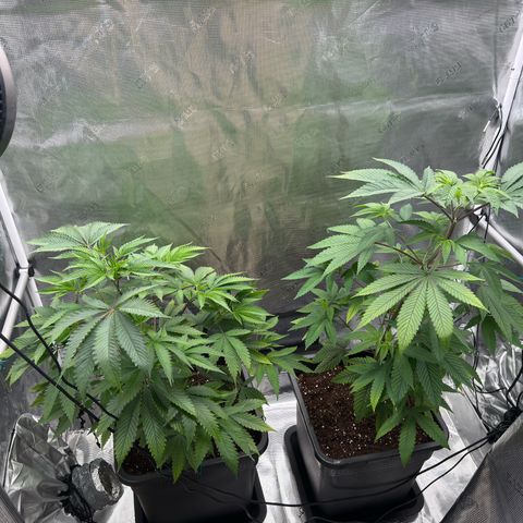 AK 47 growlog timeline photo
